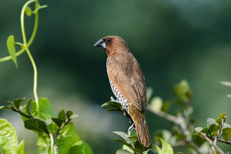Woodpecker Finch