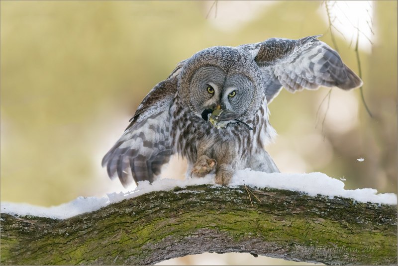 Бородатая неясыть (Strix nebulosa)