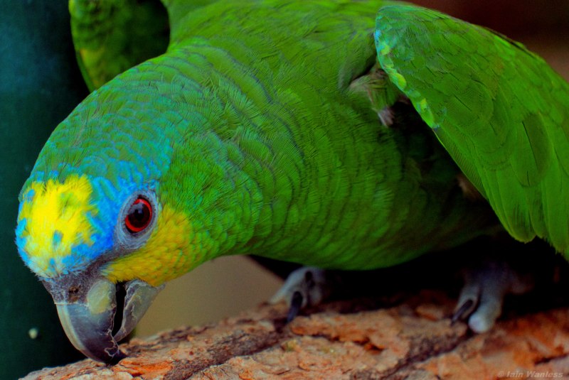 Венесуэльский амазон попугай (39 фото)