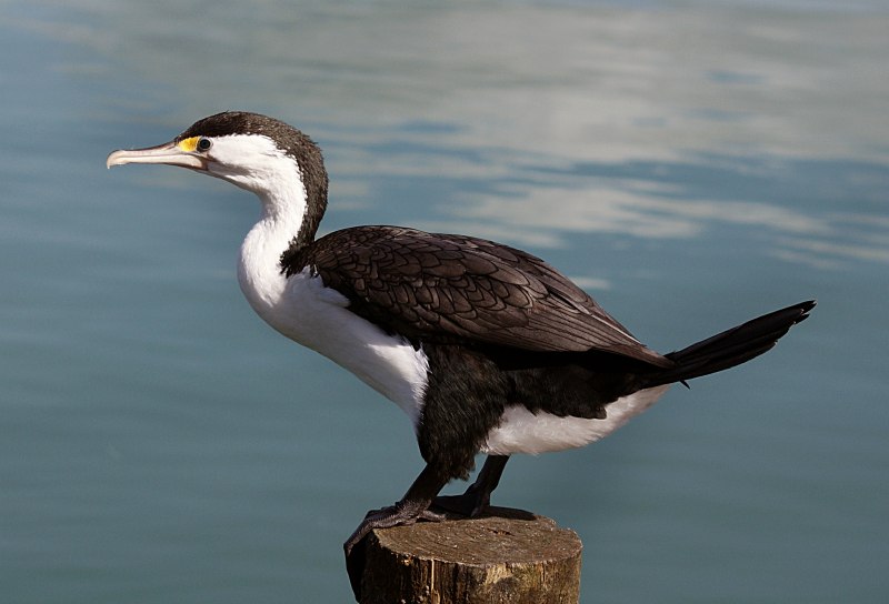 Серощекая поганка (Podiceps griseigena)