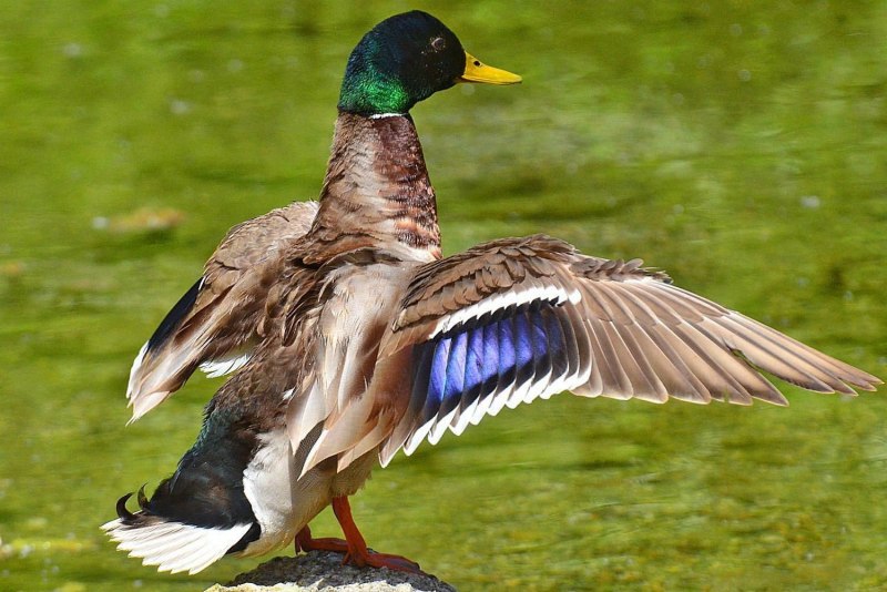 Drake Mallard
