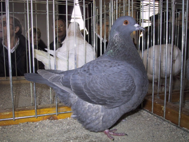 Strasser Pigeons for sale