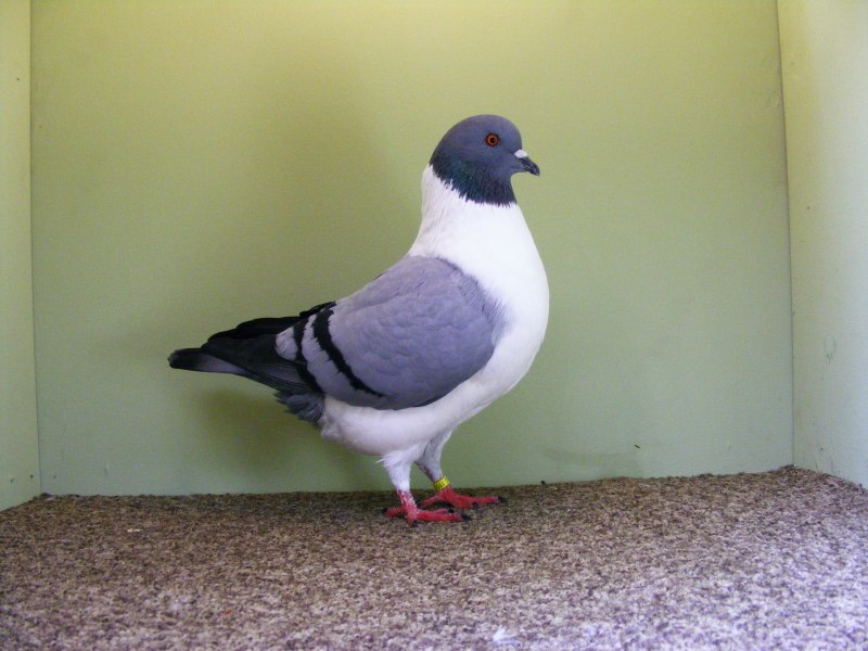 Blue Pigeon