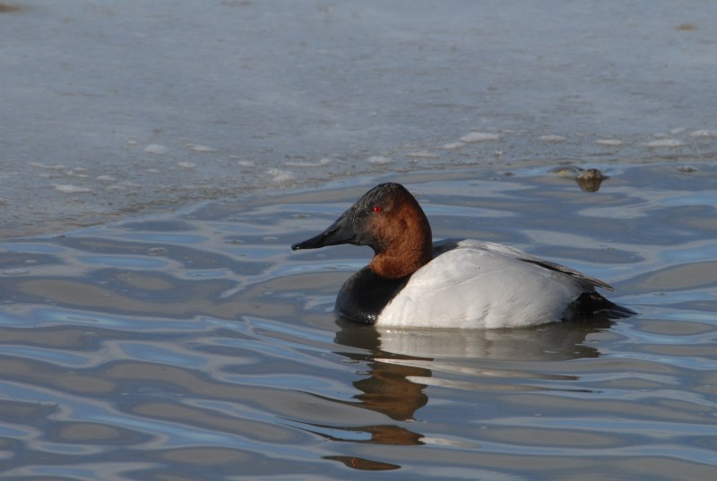 Aythya valisineria