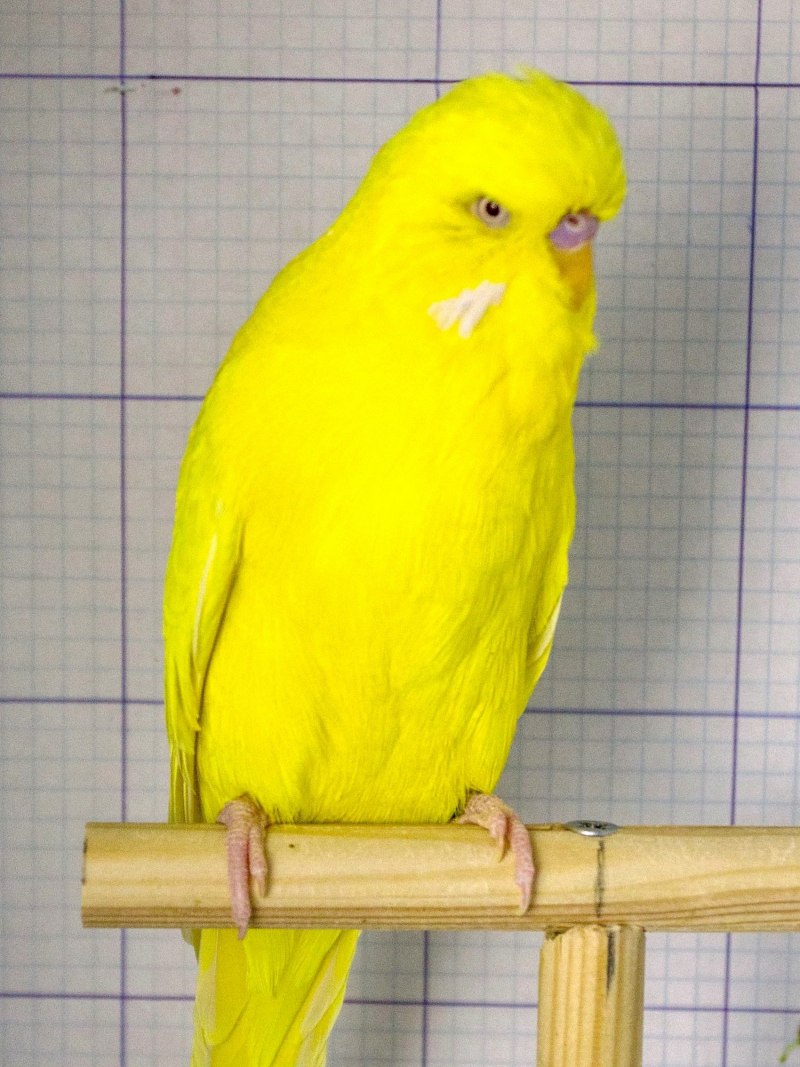 Волнистый попугай лютино (59 фото)