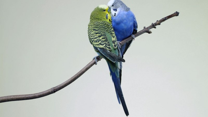 Попугайчик волнистый (Melopsittacus undulatus)