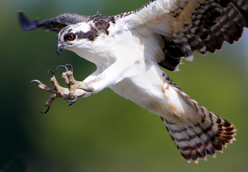 Pandion haliaetus
