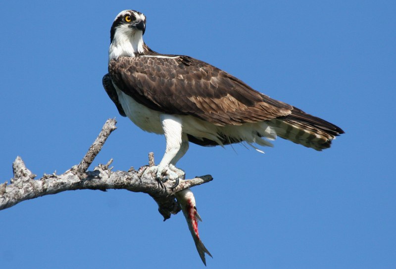 Скопа (Pandion haliaetus)