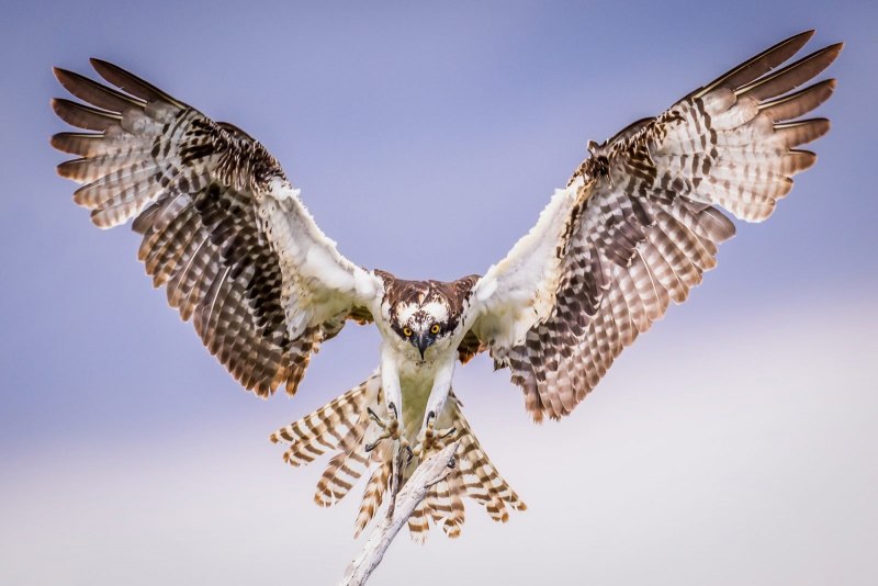 Osprey животное