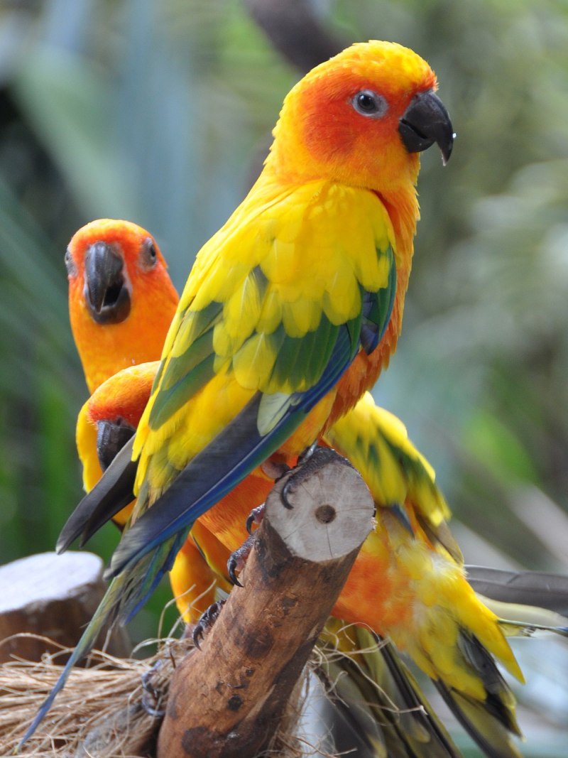 Аратинга попугай (37 фото)