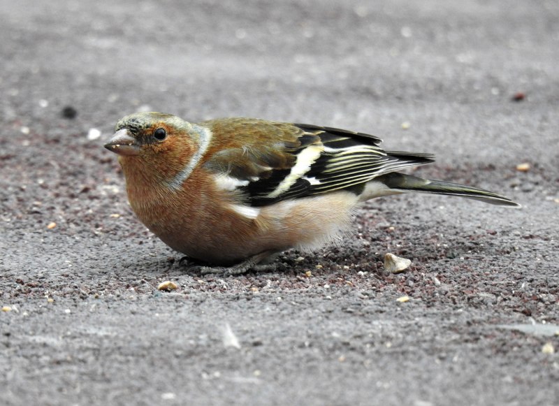 Зяблик (fringilla COELEBS)