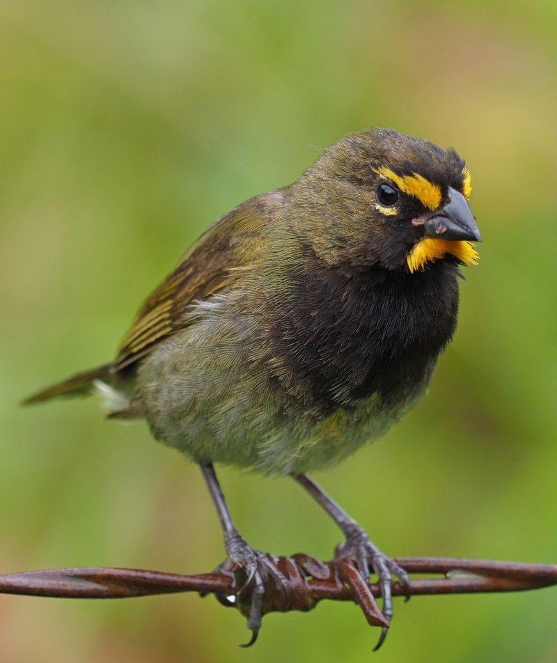 Fringilla montifringilla