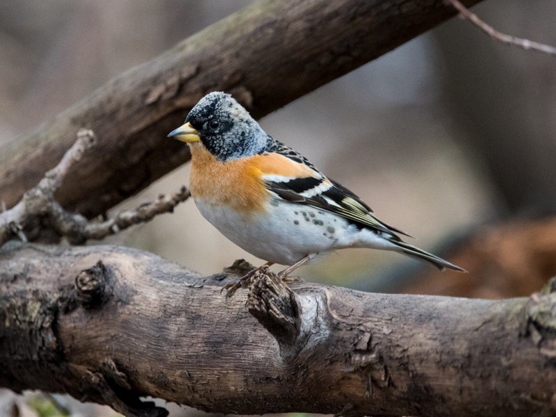 Семейство: Вьюрковые (Fringillidae)