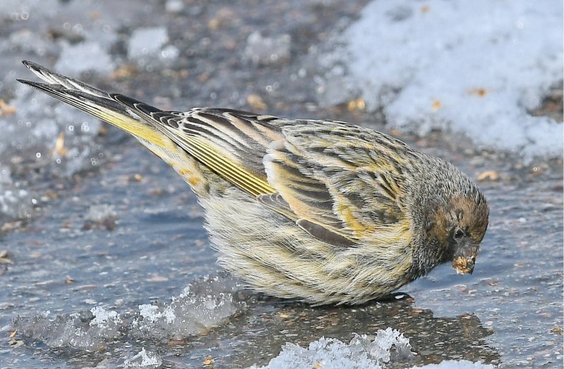 Юрок (fringilla montifringilla).