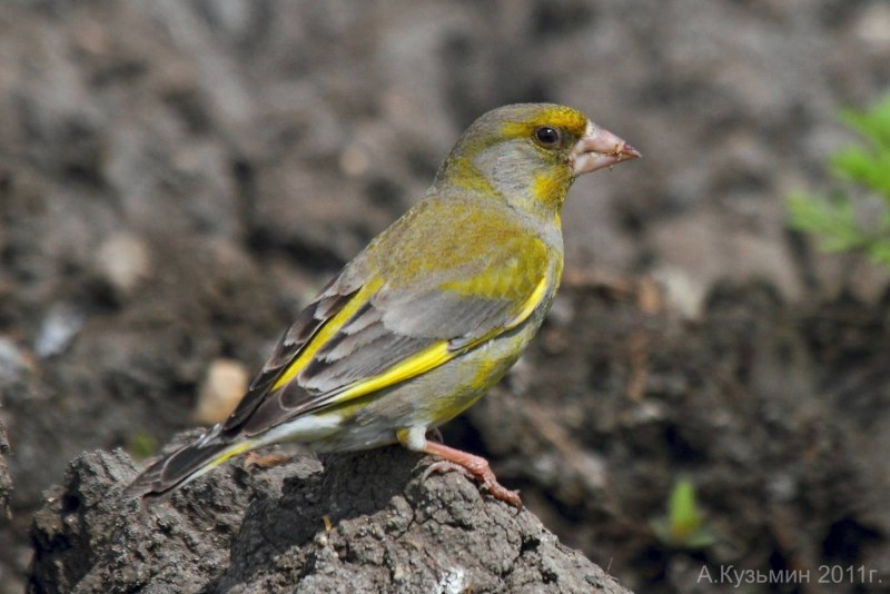Yellow-Rumped Warbler птица Yellow Rumped