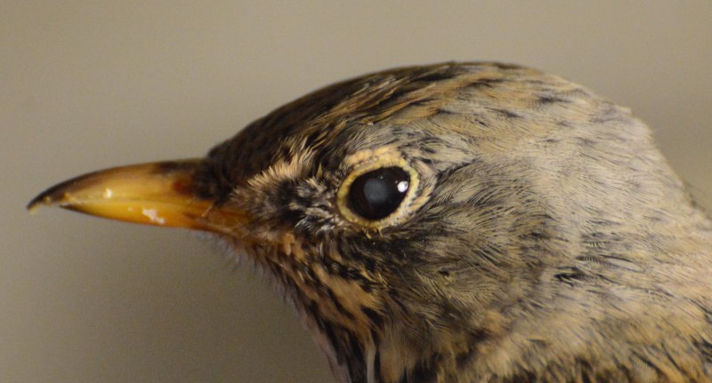 Птица Yellow Rumped Warbler