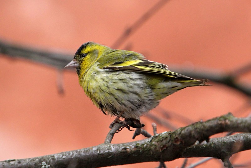 Yellow Warbler птица