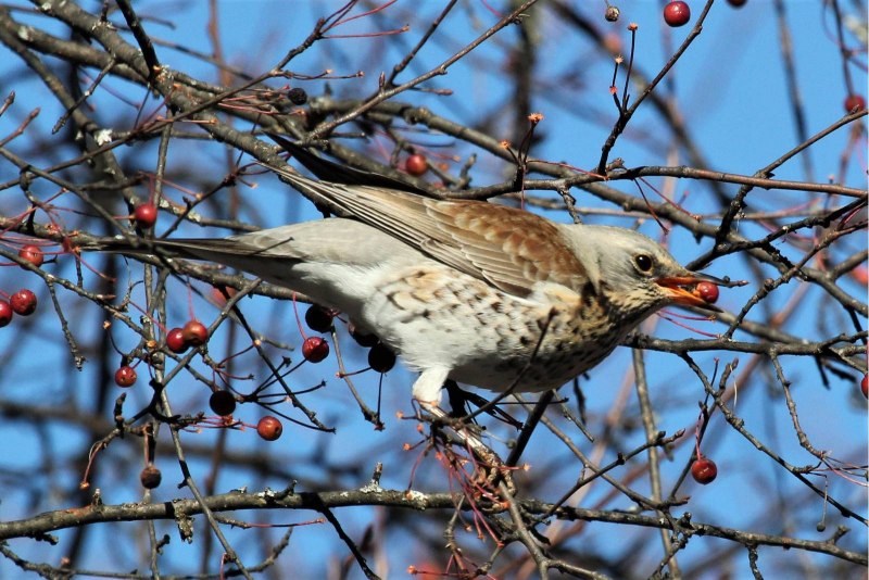Дрозд рябинник Fieldfare turdus pilaris