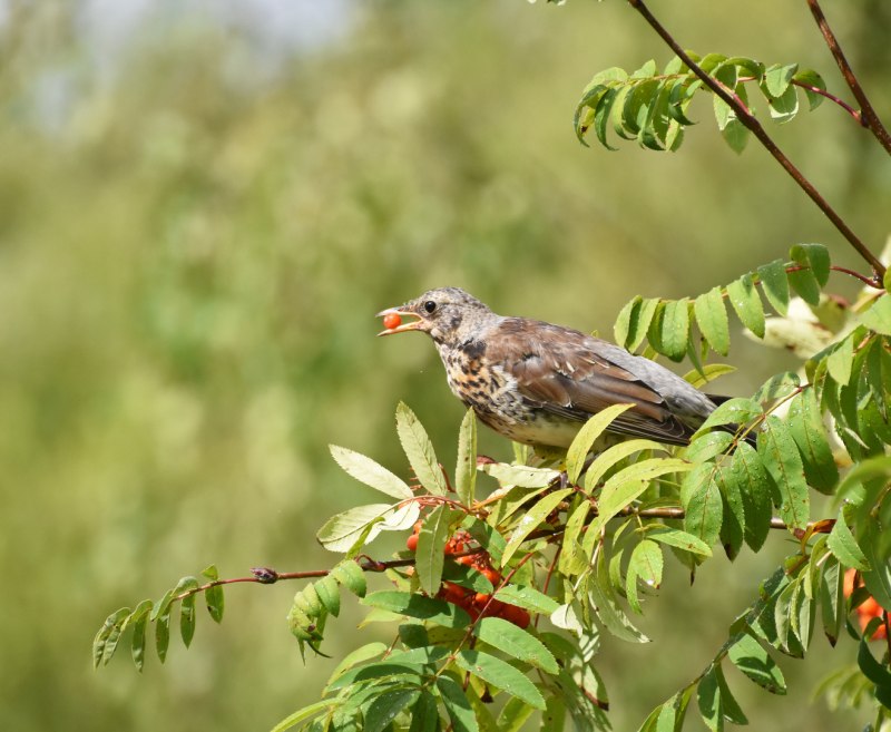 Дрозд-рябинник (turdus pilaris)
