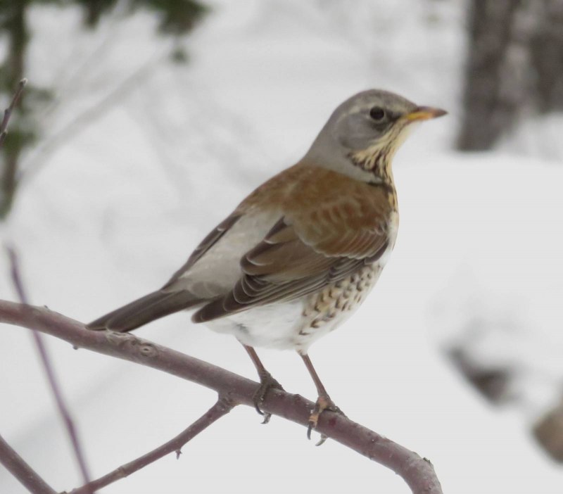 Turdus pilaris