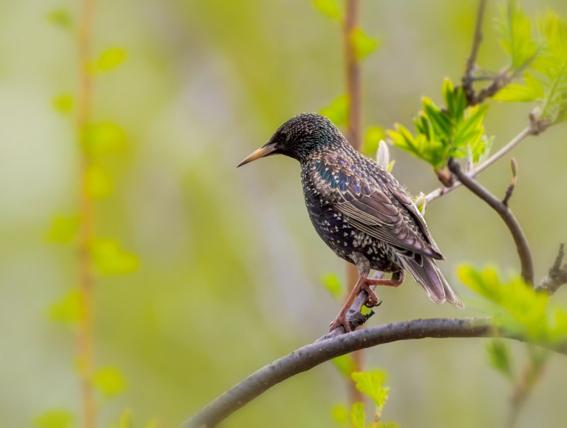 Sturnus vulgaris