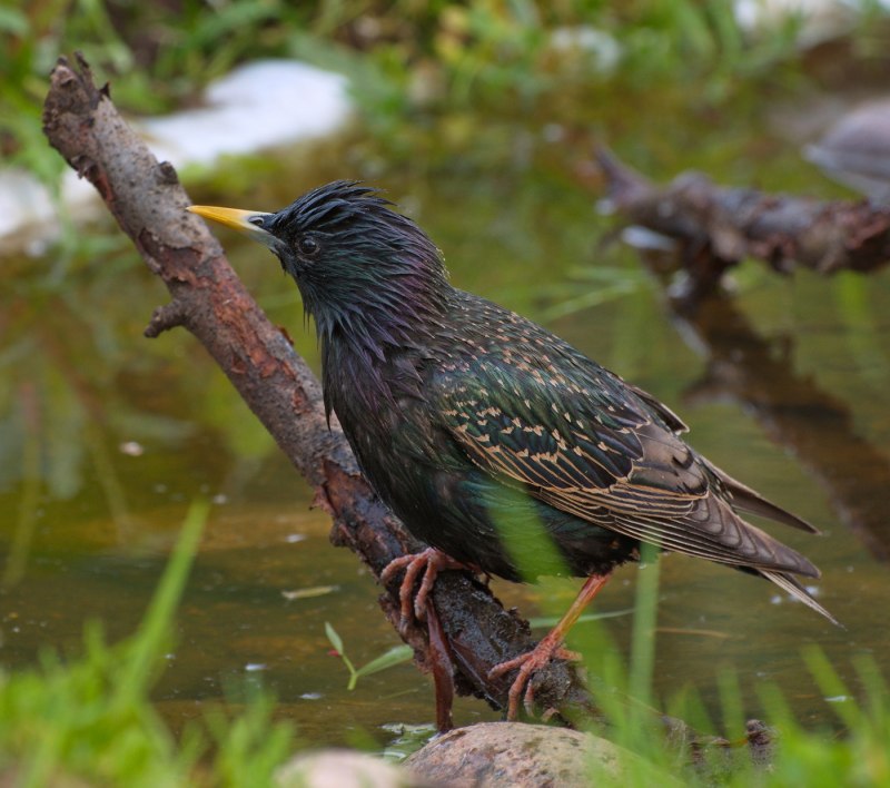 Камбоджийский скворец (Sturnus burmannicus)