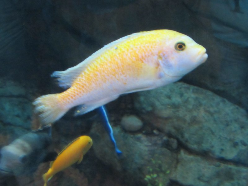 Red Parrot Cichlid