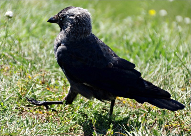 Галка (Corvus monedula)