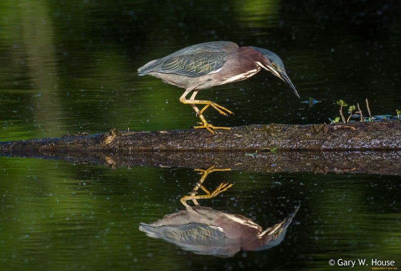 Bittern booming