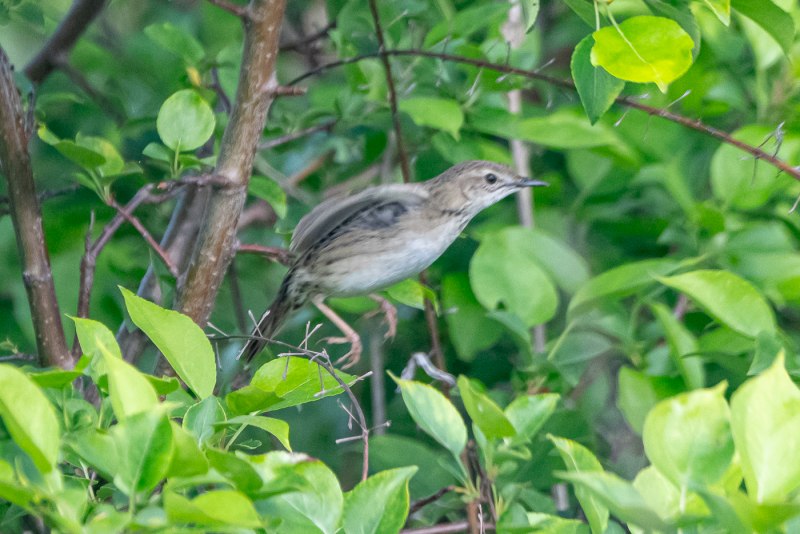 Певчий сверчок (Locustella certhiola). Птицы Сибири.