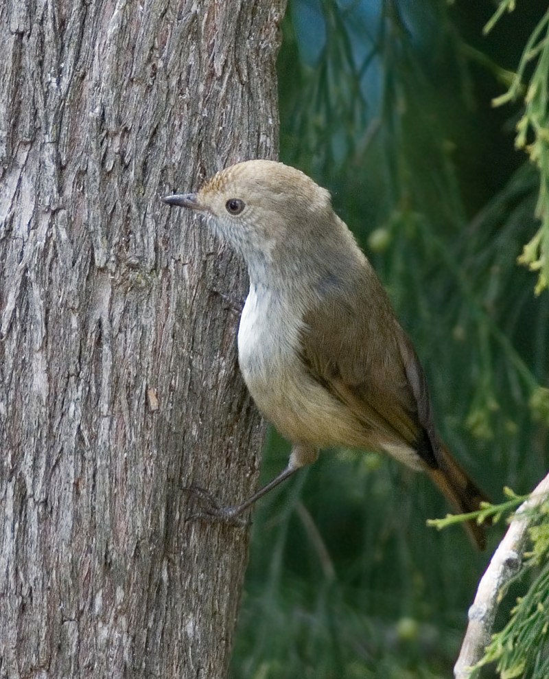 Acanthiza pusilla