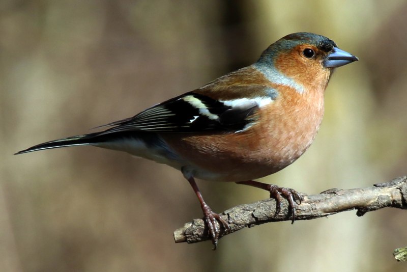 Зяблик (fringilla COELEBS)