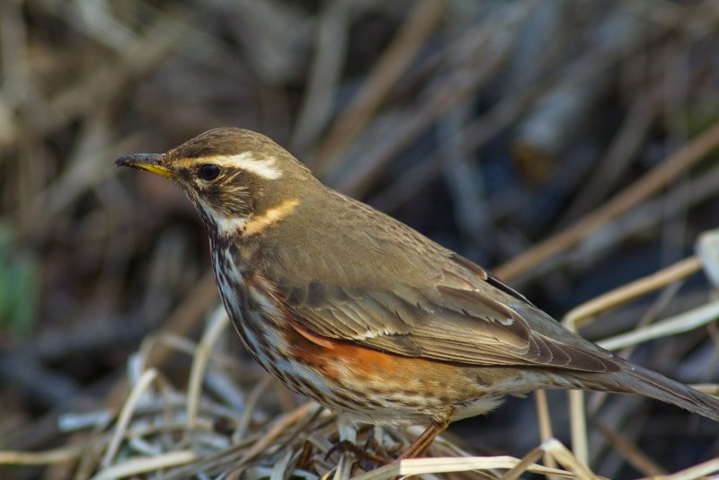 Дрозд-белобровик turdus iliacus