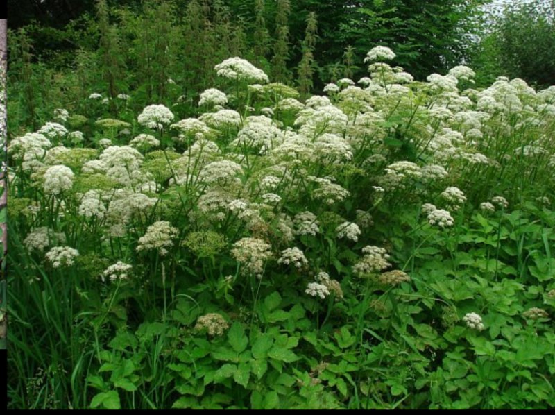 Сныть Вариегата (Aegopodium podagraria variegata)