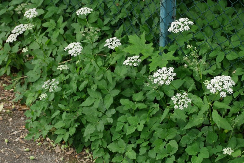 Сныть обыкновенная (Aegopodium podagraria)