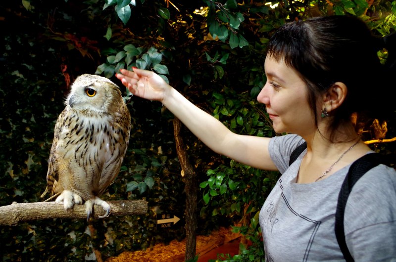 Owl Cafe