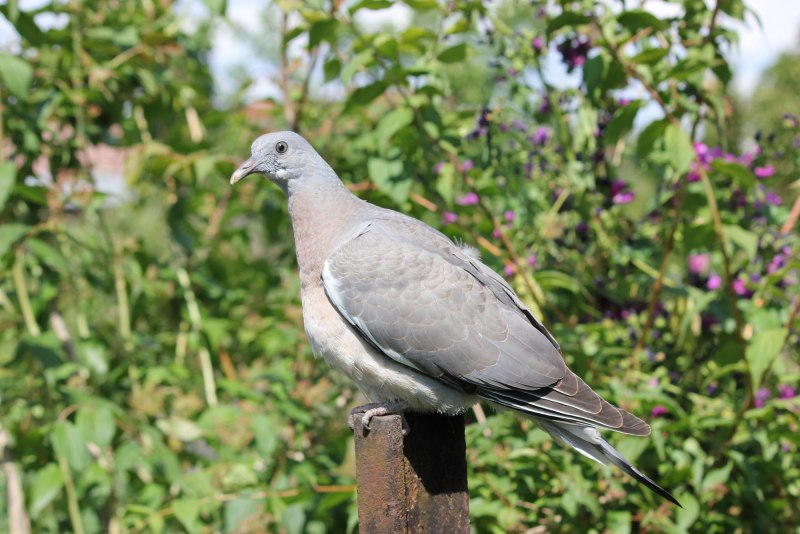 Вяхирь обыкновенный (Columba palumbus)