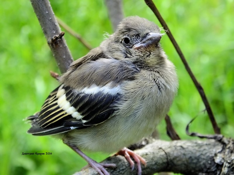 Зяблик обыкновенный ( fringilla COELEBS)