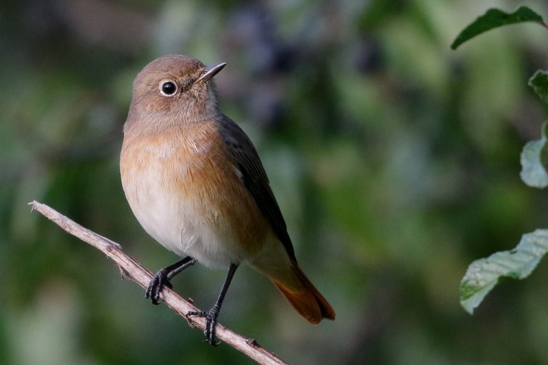 Phoenicurus frontalis