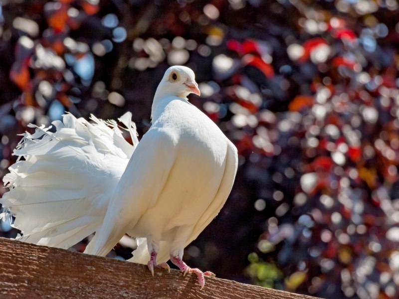 Pigeon белый