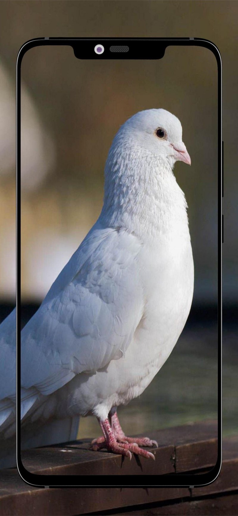 Dove голубь