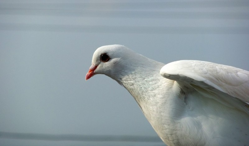 Белая птица