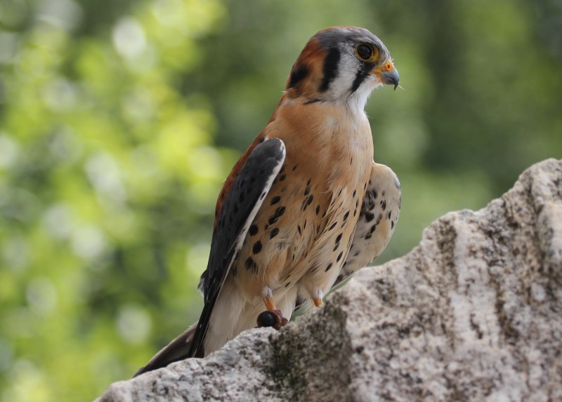 Raptor Falcon