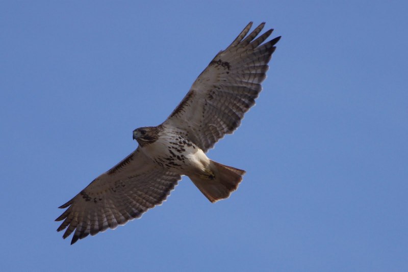 Falcon vs Hawk