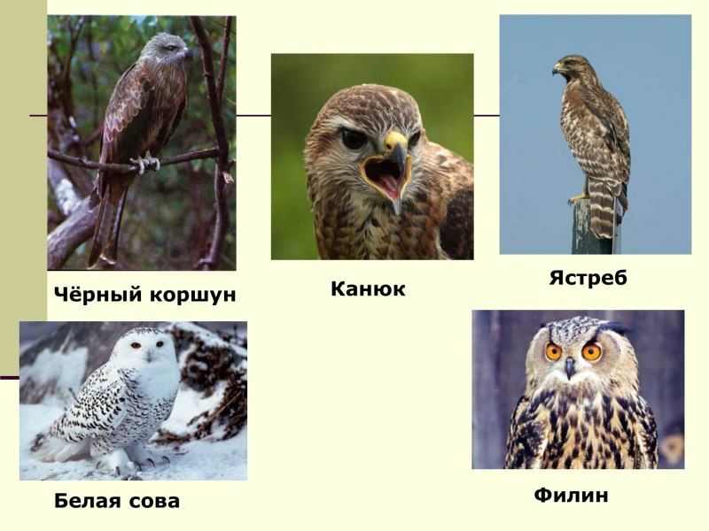 Коршун vs ястреб