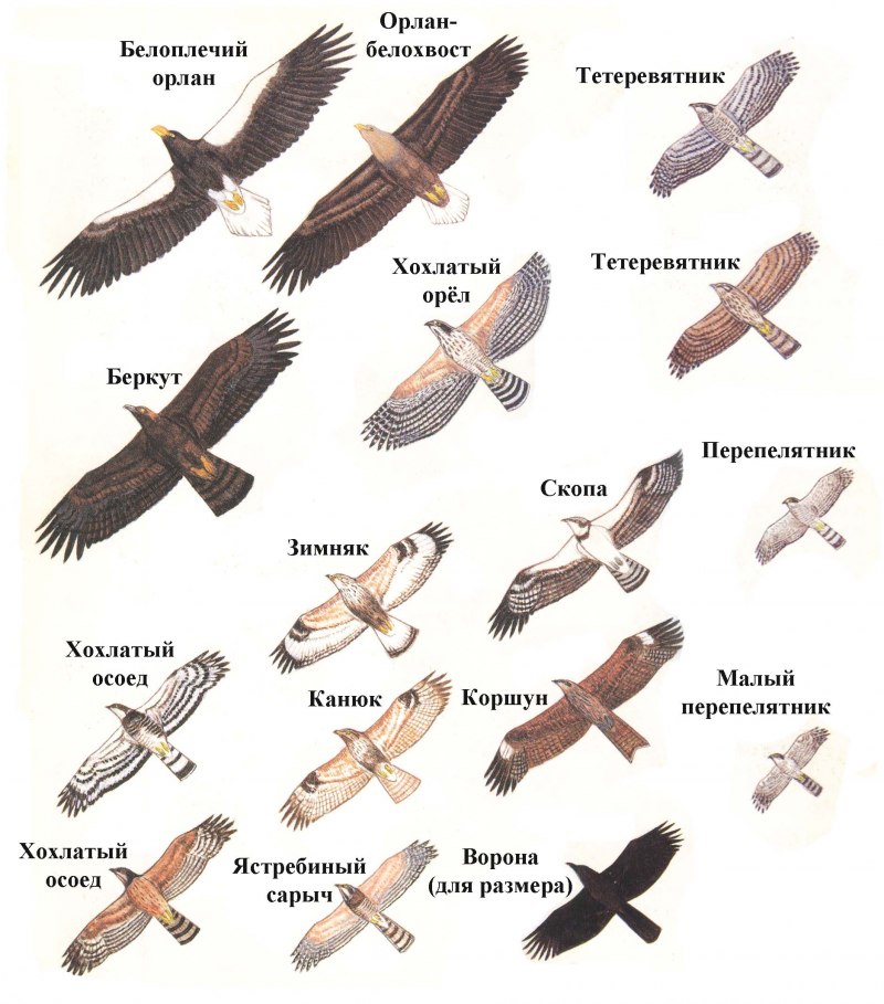 Коршун и ястреб