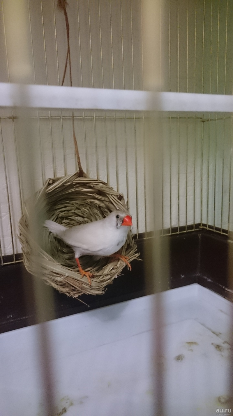 Зебровые амадины гнездо