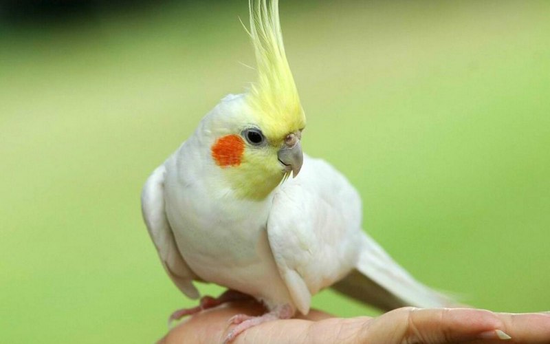 Корелла лютино