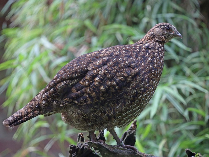 Cabot's Tragopan