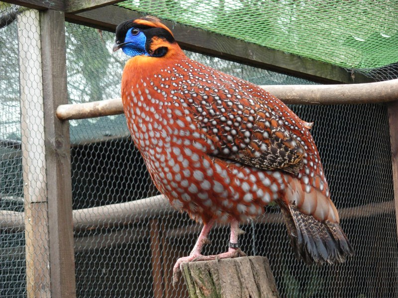 Глазчатый трагопан / Tragopan temminckii